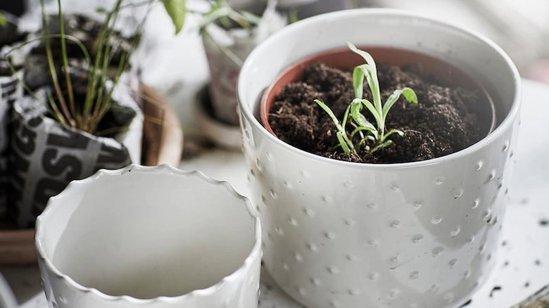 Two off white planters used for potting plants