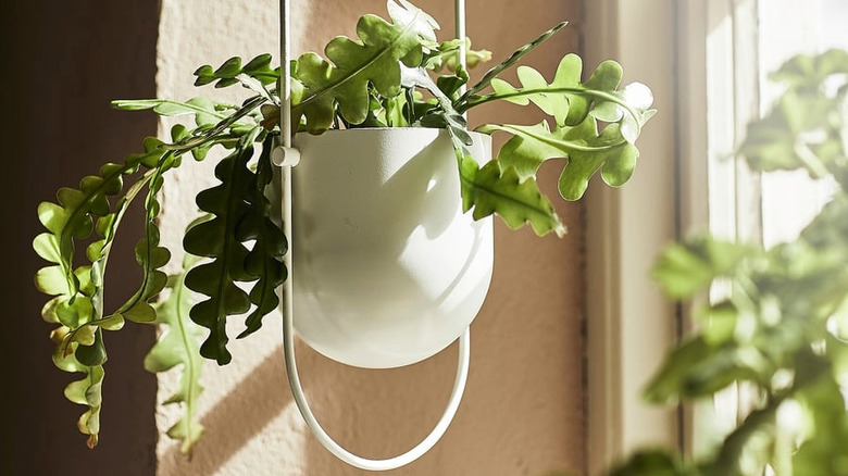 The CHILISTRÅN planter with a leafy plant inside