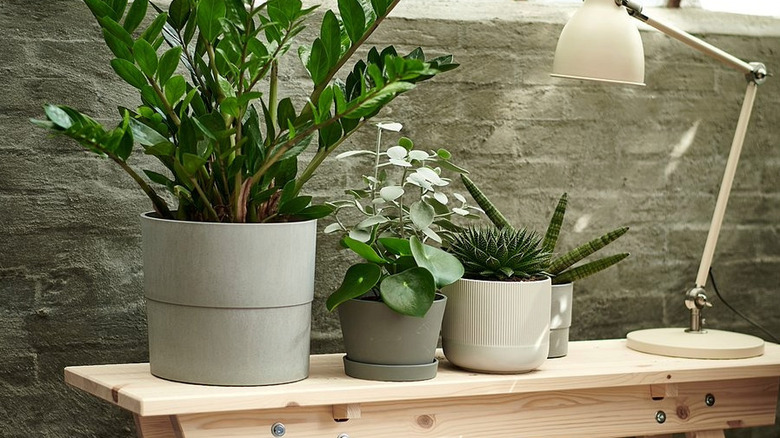 Some NYPON pots on a small table