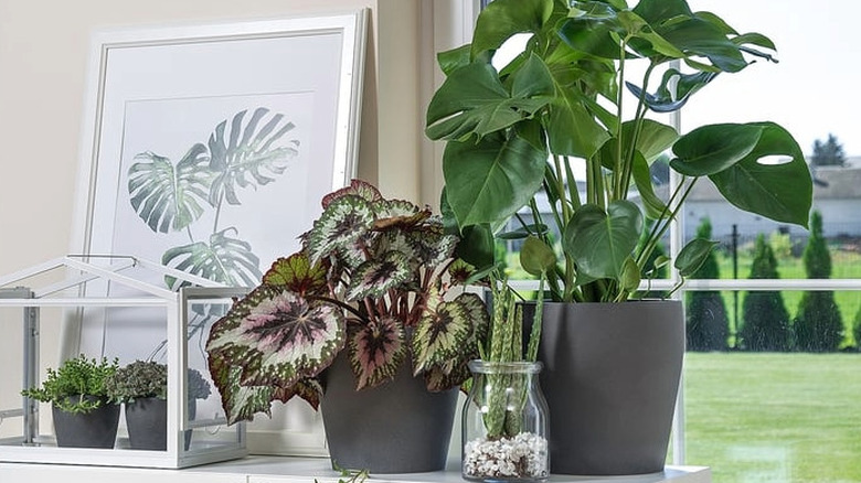 Several PERSILLADE plant pots with a variety of plants