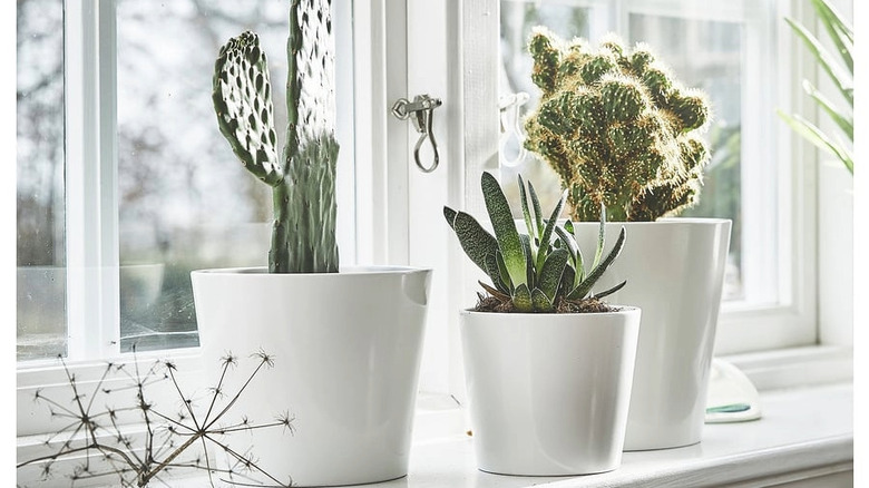 SOJABÖNA pots with cacti growing on a windowsill