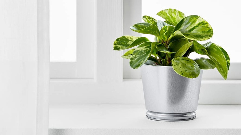 A galvanized steel pot on a white counter