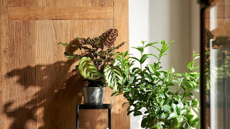 An ÅKERBÄR with a large, leafy plant