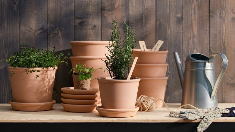 Several MUSKOTBLOMMA planters with herbs