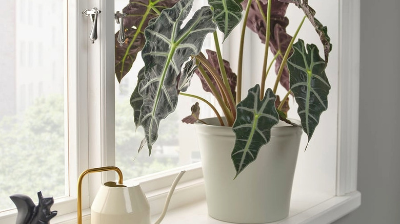 A KÖRSBÄRSBJÖRK planter sitting on a windowsill