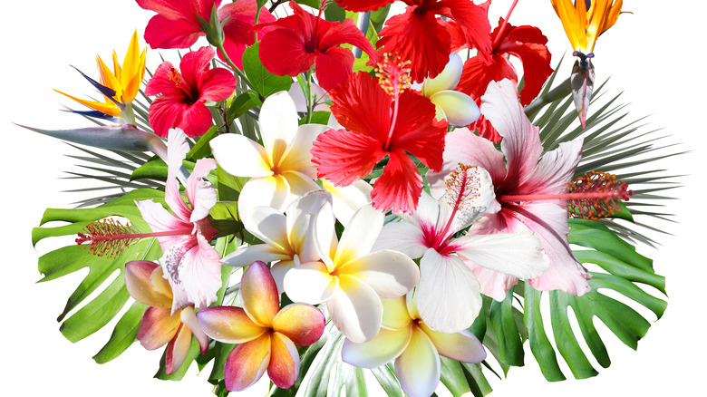 Bouquet of tropical flowers