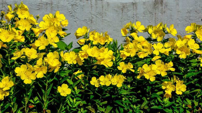 yellow primroses