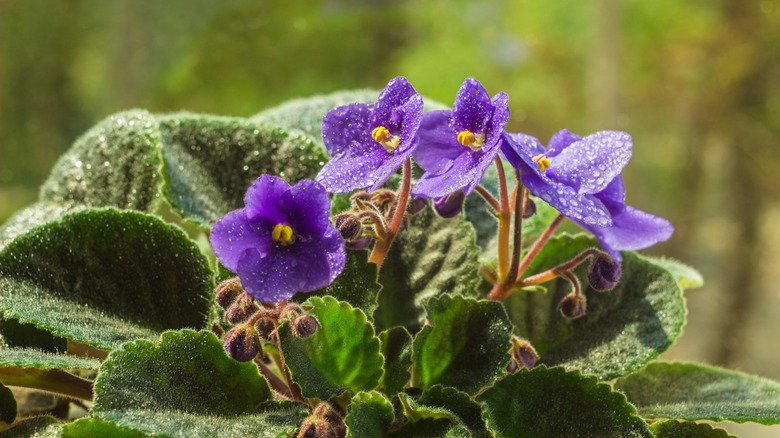 violet flowers