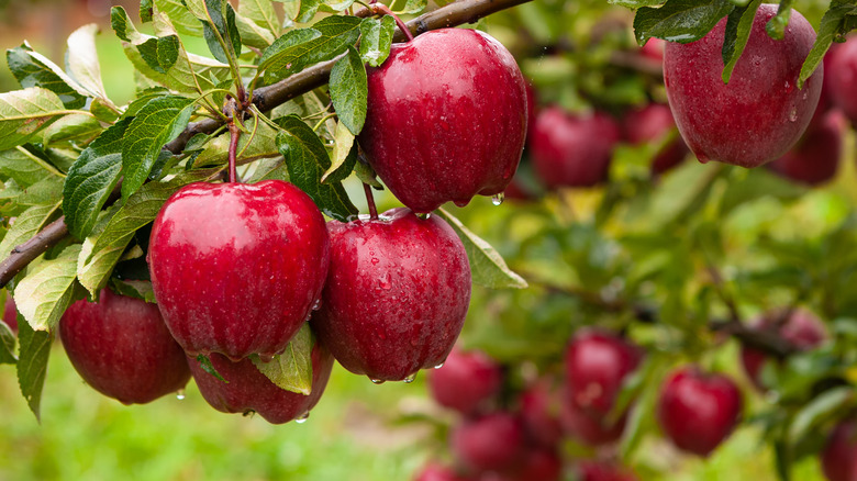 an apple tree