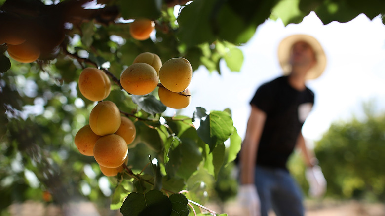 apricot tree