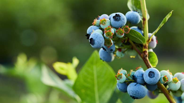 blueberries on the bush