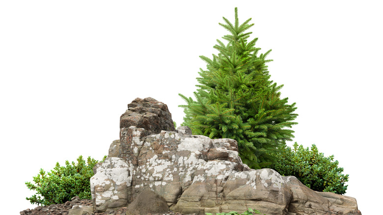 a fir tree