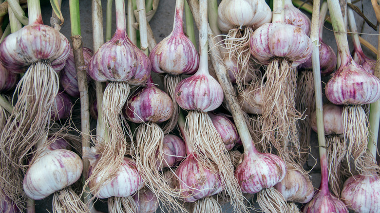 garlic bulbs