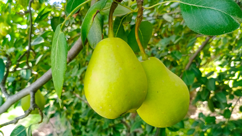 pears on a tree