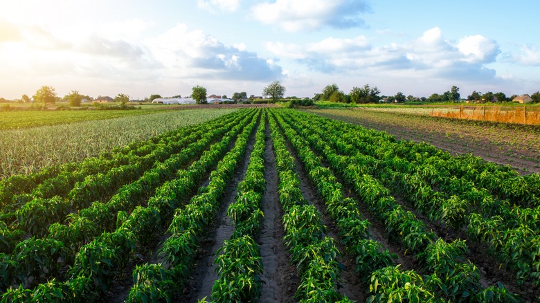rows of pepper plants