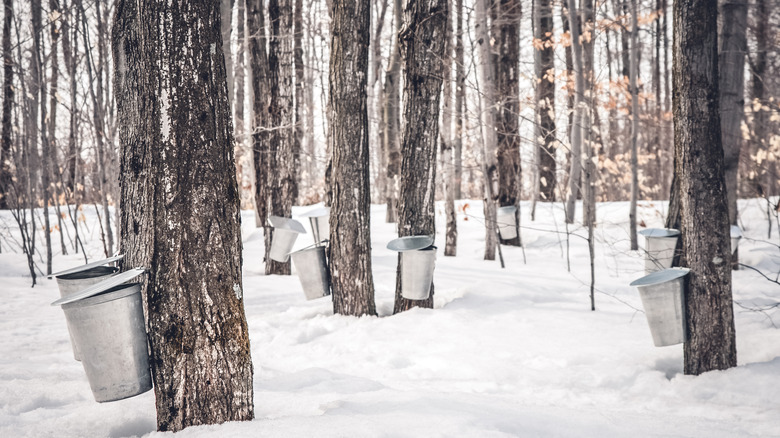 a stand of maple trees