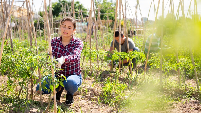 people planting tomatoes