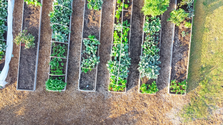 aerial view of Texas garden