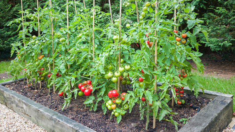 tomato plants