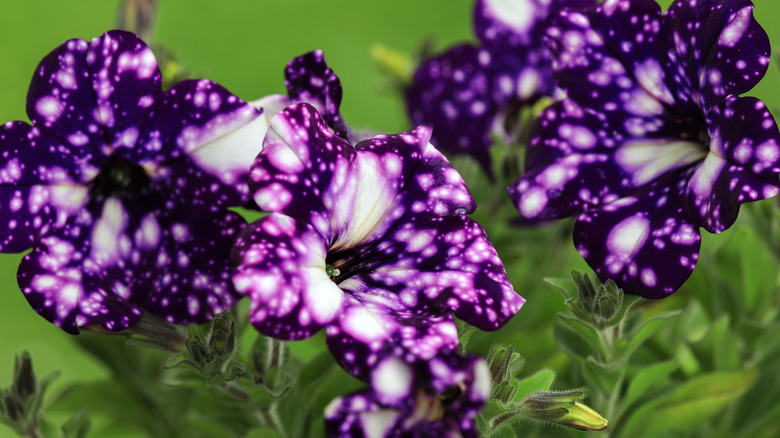 purple petunias with white spots