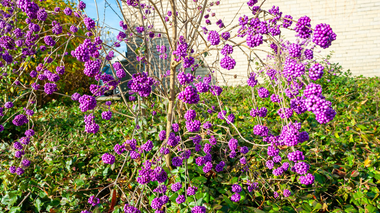 Bright purple blooms of the American beautyberry bush
