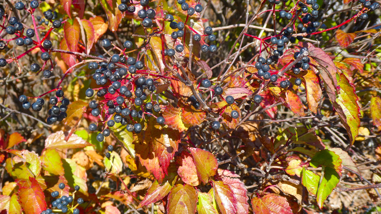 Closeup of arrowwood viburnum with fall color and berries