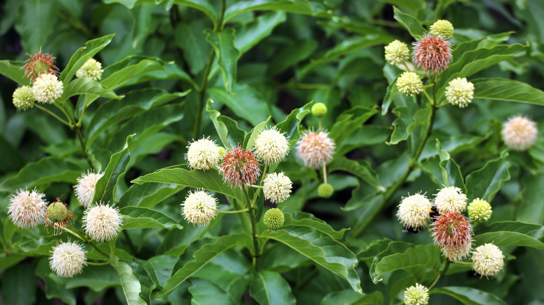 The green leaves and white button-like ball-shaped flowers of buttonbush