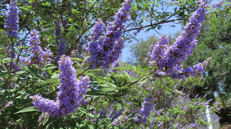 Large, spindly lilac-colored flowers on the chasteberry bush