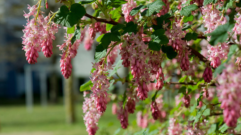 Attractive reddish-pink blooms of the flowering currant