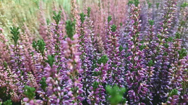 A mass planting of purple heather