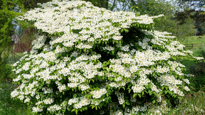 Stunning mass flowering of the highbush cranberry