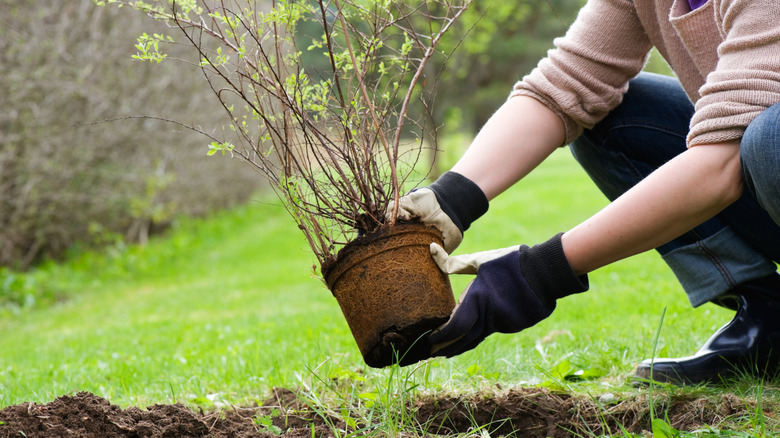 A person planting a shrub in the springtime