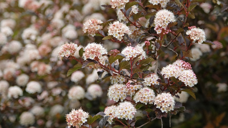 Dark leaves and light pink flowers of the ninebark shrub