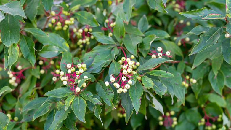 Closeup of white berries on red twig dogwood