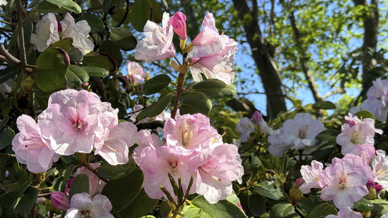Big, bold pink flowers on a rhododendron bush