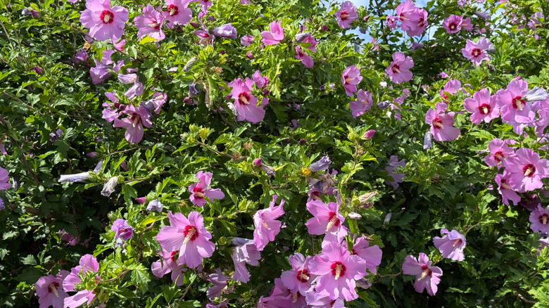 A large and bold rose of Sharon with bright pink flowers