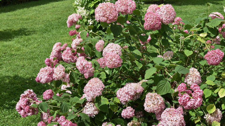 A pink-blooming smooth hydrangea bush
