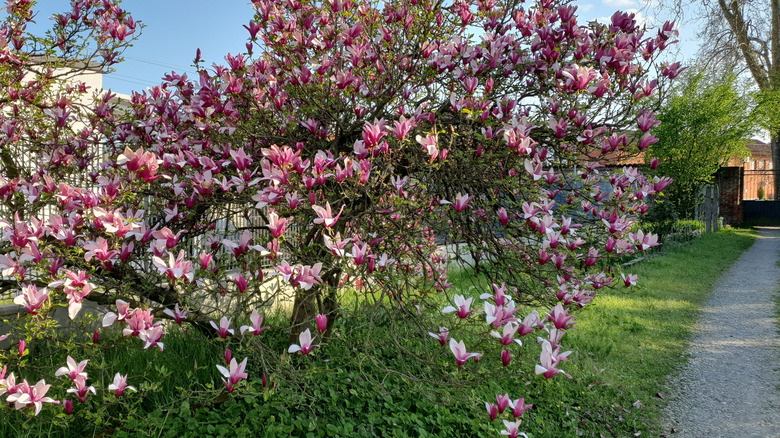 A flowering sweet bay magnolia alongside a path