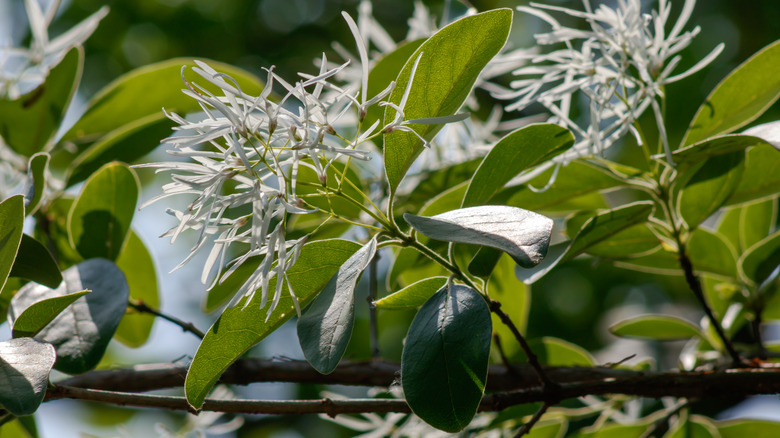 American fringe blossoms