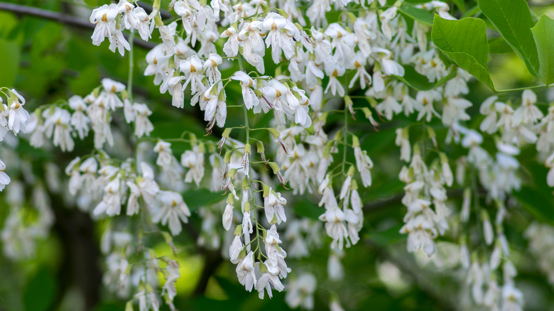 American yellowwood blossoms