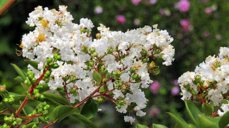 Crape myrtle blossoms