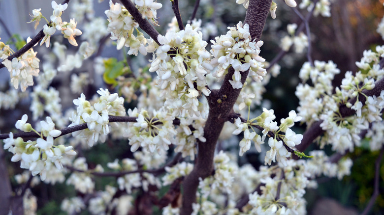 Royal white redbud flower