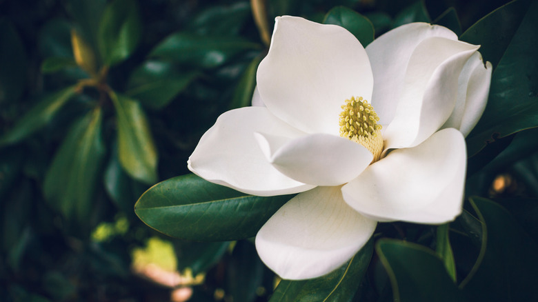 Southern magnolia flower