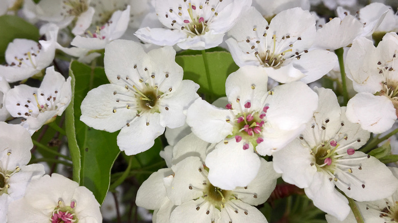 Crabapple flowers