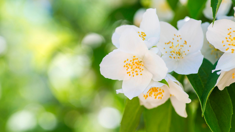Gordlinia flowers