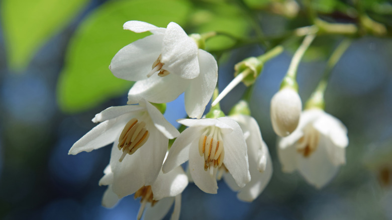 Washington hawthorn flower