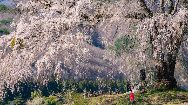 Weeping cherry tree