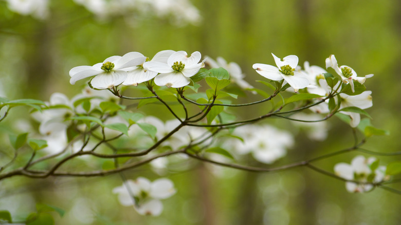 dogwood tree branch