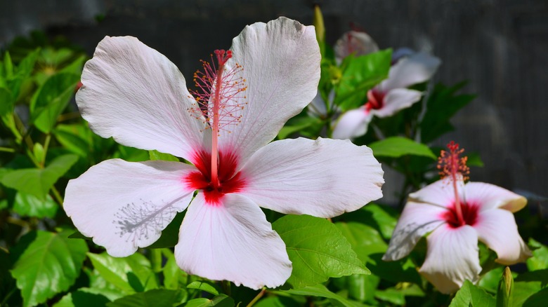 White rose of Sharon flower