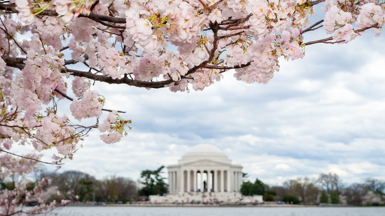 Cherry trees